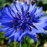 1307G 033 Insel Fehmarn